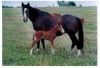 Chickidee Maria at age 23 with her filly Maria Cowden 045