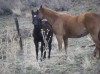 Canyon River 045 (out of Lonely Brook 045) with her Chickasha Cowboy 045 stud colt, Jackson